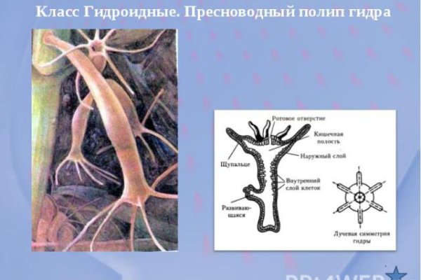 Ссылка на кракен тор магазин