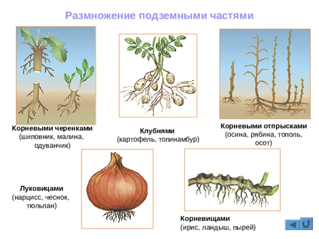 Забыл пароль кракен